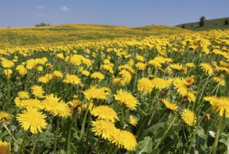Dandelion, (Taraxacum officinale), yellow flowering meadow to the horizon, spring, Upper Bavaria,