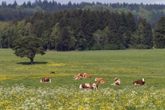 Cows on blooming pasture, dairy cows in the foothills of the Alps, Upper Bavaria, Alps, Germany