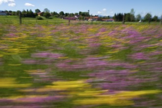 Flower meadow with buttercups (Ranunculus acris) and cuckoo flowers (Lychnis flos-cuculi), moving