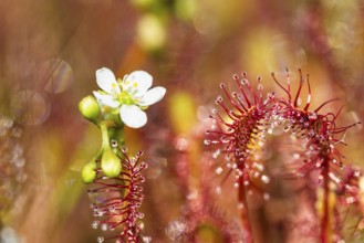 Oblong-leaved sundew (Drosera intermedia), flowers and leaves with adhesive glands, Upper Bavaria,