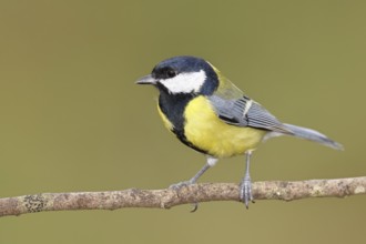 Great tit (Parus major), sitting on a branch, Wilnsdorf, North Rhine-Westphalia, Germany