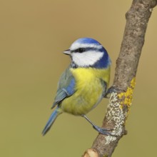 Blue tit (Parus caeruleus), sitting on a branch, Wilnsdorf, North Rhine-Westphalia, Germany