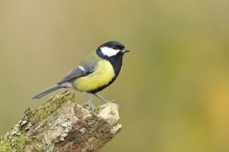 Great tit (Parus major) sitting on moss-covered dead wood, side view, Wilnsdorf, North