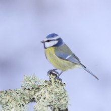 Blue tit (Parus caeruleus), sitting on a branch overgrown with reindeer lichen (Cladonia