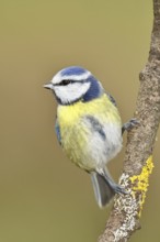 Blue tit (Parus caeruleus), sitting on a branch, Wilnsdorf, North Rhine-Westphalia, Germany