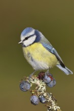 Blue tit (Parus caeruleus), sitting on a branch in a blackthorn bush, (Prunus spinosa), sloes, with