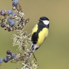 Great tit (Parus major), sitting on a branch in a blackthorn bush, (Prunus spinosa), sloes, with