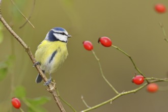 Blue tit (Parus caeruleus), sitting on a twig in a rose hip bush (Rosa canina), Wilnsdorf, North