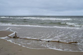 Ast am Ostseestrand, Wellen, Rügen Island, Mecklenburg-Western Pomerania, Germany