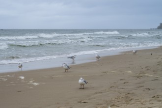 Seagulls on the beach, waves on the coast, Nordperd, Baltic resort Göhren, Baltic Sea, Rügen