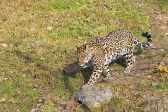 An adult jaguar (Panthera onca) runs across a green meadow in hilly terrain on a sunny day. Captive