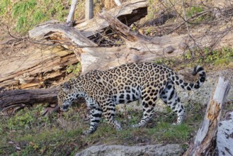 An adult jaguar (Panthera onca) runs across a dry meadow on a sunny day, with rotting tree trunks