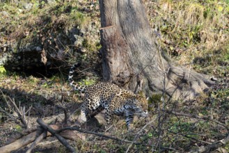 An adult jaguar (Panthera onca) runs across a dry meadow on a sunny day, with rotting trees lying