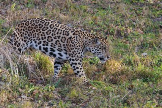 An adult jaguar (Panthera onca) runs across a green meadow on a sunny day. Captive