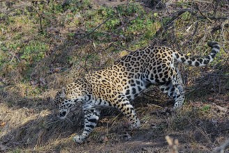 An adult jaguar (Panthera onca) runs across a dry meadow in hilly terrain on a sunny day. Captive
