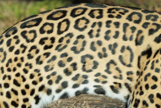 Pattern of a jaguar (Panthera onca) fur