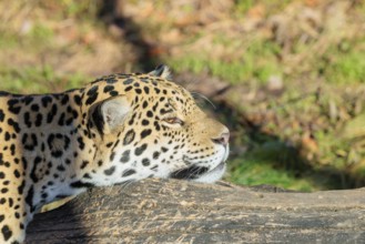 Portrait of a resting jaguar (Panthera onca) lying on a fallen tree on a sunny day. Captive