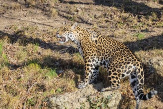 An adult jaguar (Panthera onca) stands on a dry meadow in hilly terrain on a sunny day. Captive