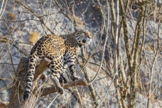 An adult jaguar (Panthera onca) stands high up in a tree on a sunny day in hilly terrain. Captive