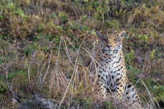 An adult jaguar (Panthera onca) sits on a dry meadow in hilly terrain on a sunny day and looks at