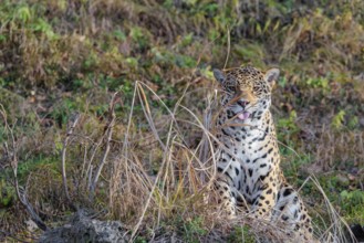 An adult jaguar (Panthera onca) sits on a dry meadow in hilly terrain on a sunny day and looks at