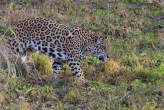 An adult jaguar (Panthera onca) runs across a green meadow on a sunny day. Tongue out. Captive