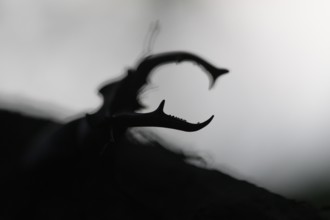 Close-up of a stag beetle (Lucanus cervus) in impressive silhouette, Dammer Berge, Dümmer nature