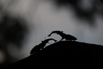 Silhouettes of stag beetles (Lucanus cervus) n fighting on a hill at dusk, Dammer Berge, Dümmer