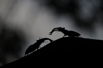 Two stag beetles (Lucanus cervus) clearly silhouetted on a branch in the dark, Dammer Berge, Dümmer