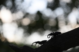 Two stag beetles (Lucanus cervus) silhouetted on a branch in the evening light and shadow, Dammer