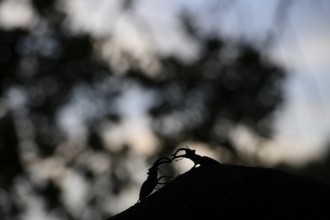 A shadow play of two stag beetles (Lucanus cervus) on a branch in the evening, Dammer Berge,