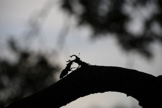 Silhouette of two stag beetles (Lucanus cervus) n on a branch in the soft light of sunset, Dammer