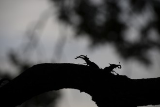 Two stag beetles (Lucanus cervus) silhouetted on a branch, illuminated by a faint sky, Dammer