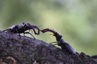 Two stag beetles (Lucanus cervus) fighting on a branch in a natural environment, Dammer Berge,