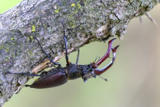 A stag beetle (Lucanus cervus) clinging to a branch in a natural environment, Dammer Berge, Dümmer