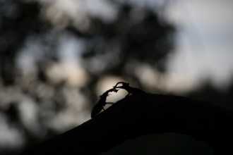 Two stag beetles (Lucanus cervus) as silhouettes on a branch in the shade of the evening light,