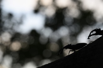 Silhouette of a stag beetle (Lucanus cervus) on a branch in the soft light of dusk, Dammer Berge,