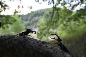 Two stag beetles (Lucanus cervus) on a tree trunk in the sunlight surrounded by green, dense