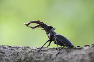 A stag beetle (Lucanus cervus) stands on a branch, the background shows blurred green, Dammer