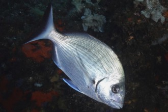 A silvery fish, the Great White Seabream (Diplodus sargus sargus), swimming in the darkness of the