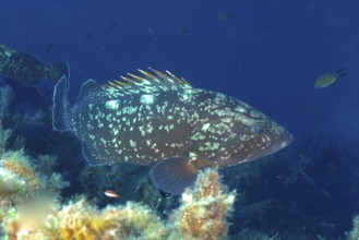 A Dusky Grouper (Epinephelus marginatus) (Mycteroperca marginatus) swims near the seabed surrounded