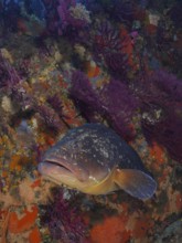 A Dusky Grouper (Epinephelus marginatus) (Mycteroperca marginatus) rests among colourful corals and