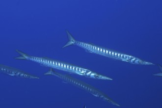 Two barracudas (Sphyraena sphyraena) swimming side by side in the blue water in the Mediterranean