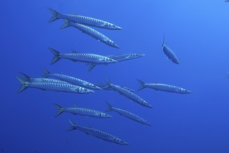 A group of barracudas (Sphyraena sphyraena) moves through the blue water in the Mediterranean Sea