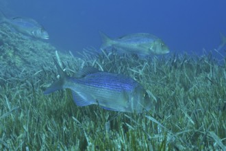 Three bream, dentex (Dentex dentex) swimming over a carpet of seaweed, Neptune grass (Posidonia