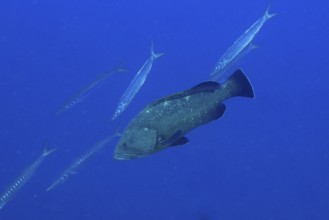 A large Dusky Grouper (Epinephelus marginatus) (Mycteroperca marginatus) swims in a blue ocean
