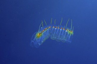 Transparent marine organism, Salpe (Pegea confoederata), in a calm blue environment in the