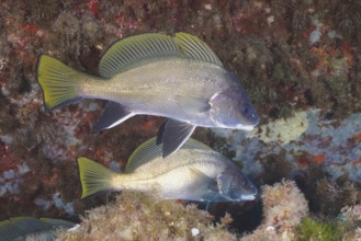 Two common seals (Sciaena umbra) near a reef under water, surrounded by algae in the Mediterranean