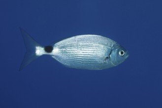 A single sea bream (Oblada melanura) floats in the blue waters of the Mediterranean Sea near Hyères