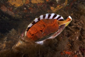 Triton horn (Charonia lampas lampas) in the Mediterranean Sea near Hyères, dive site Giens